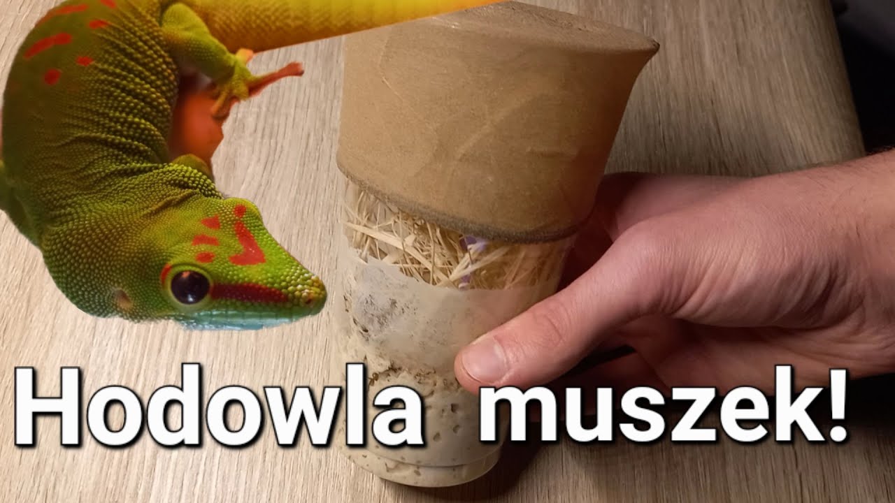 Jak założyć hodowlę muszek owocówek? Wszystko od A do Z!