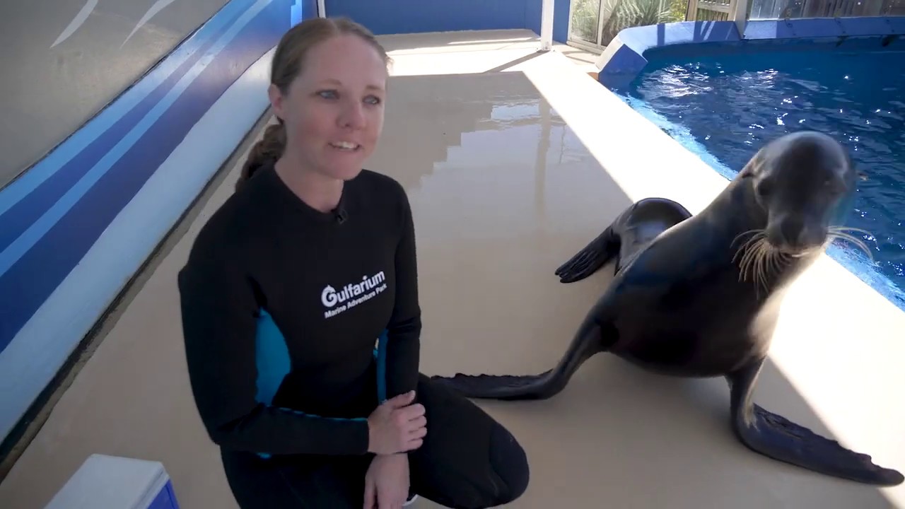 Gulfarium Discover Sea Lions Encounter