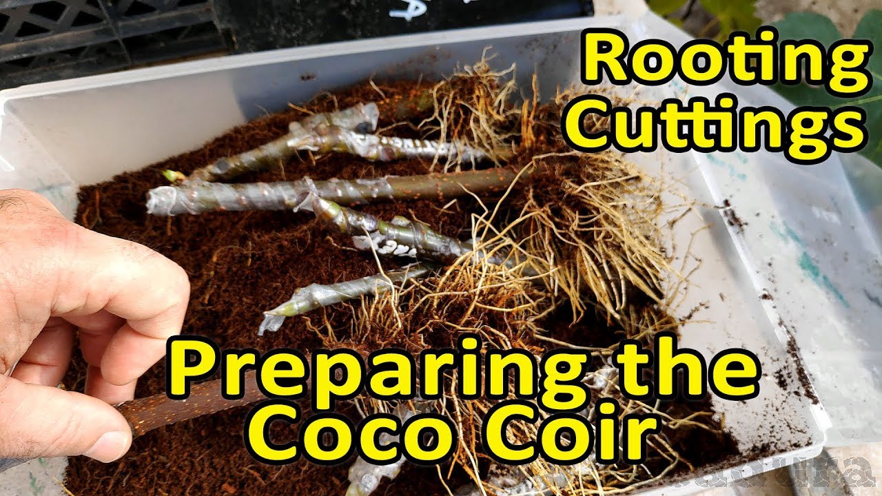 Rooting cuttings in Coco Coir | How to hydrate the Coco Coir Brick