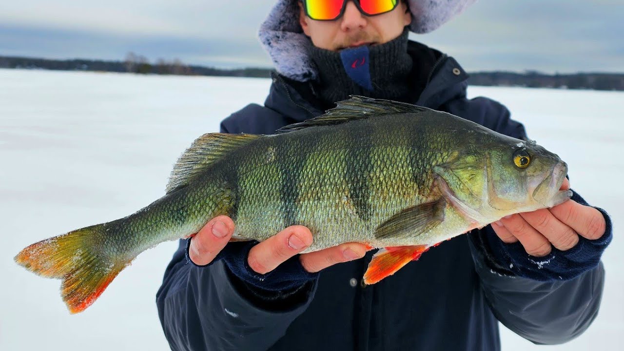 10KG AHVEN POTTI | PILKINTÄÄ ISOLLA JÄRVELLÄ | KIRKKAAN VEDEN KULKIJAT