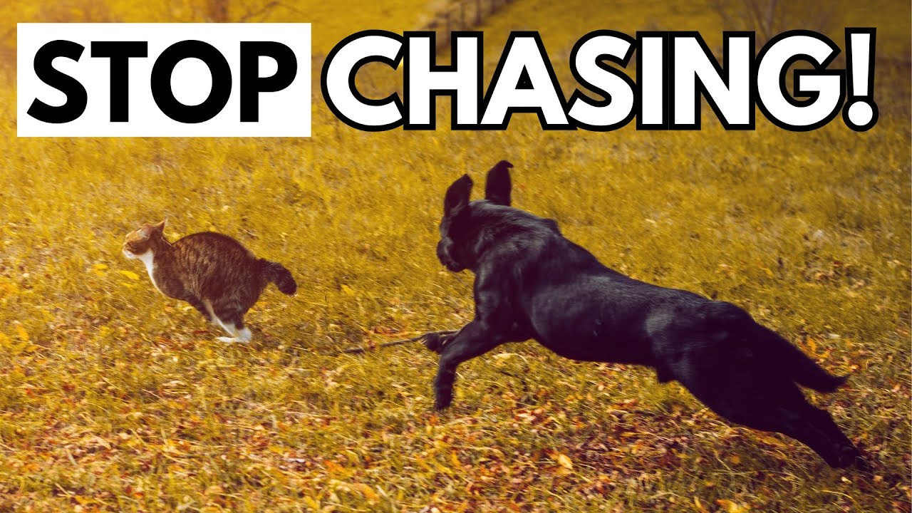 How to Train Your Dog to STOP Chasing Animals: Dog Prey Drive Training