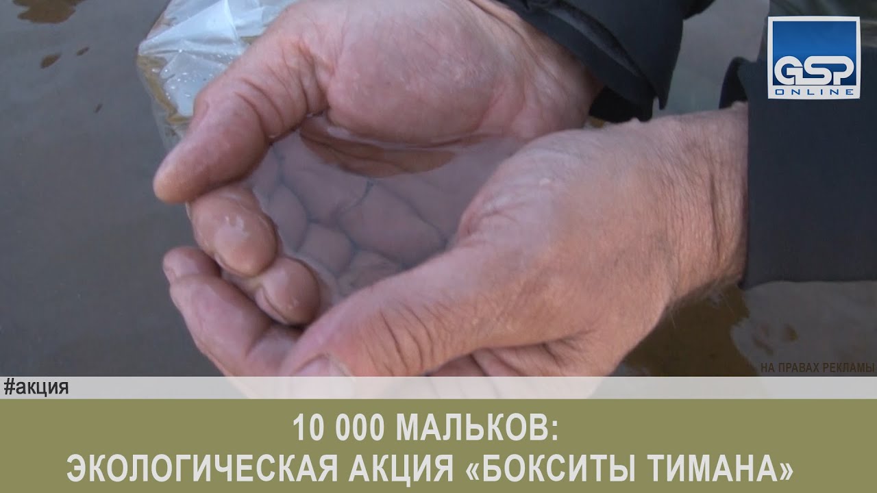 10 000 мальков: экологическая акция &laquo;Боксит Тимана&raquo; компании РУСАЛ | 3 июня&rsquo;16 | 20:30