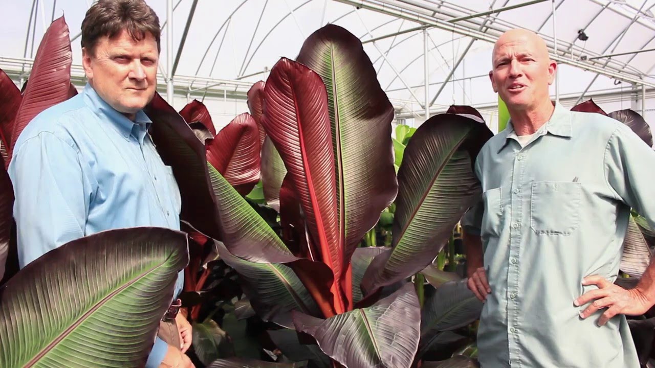 In The Nursery: Ensete 'Maurelli'