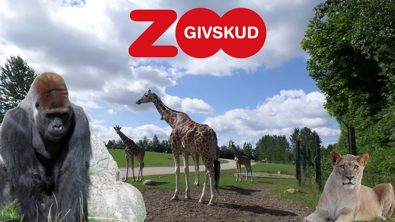 Mit dem Auto durch den Givskud Zoo in D&auml;nemark fahren und Tiere Live erleben.