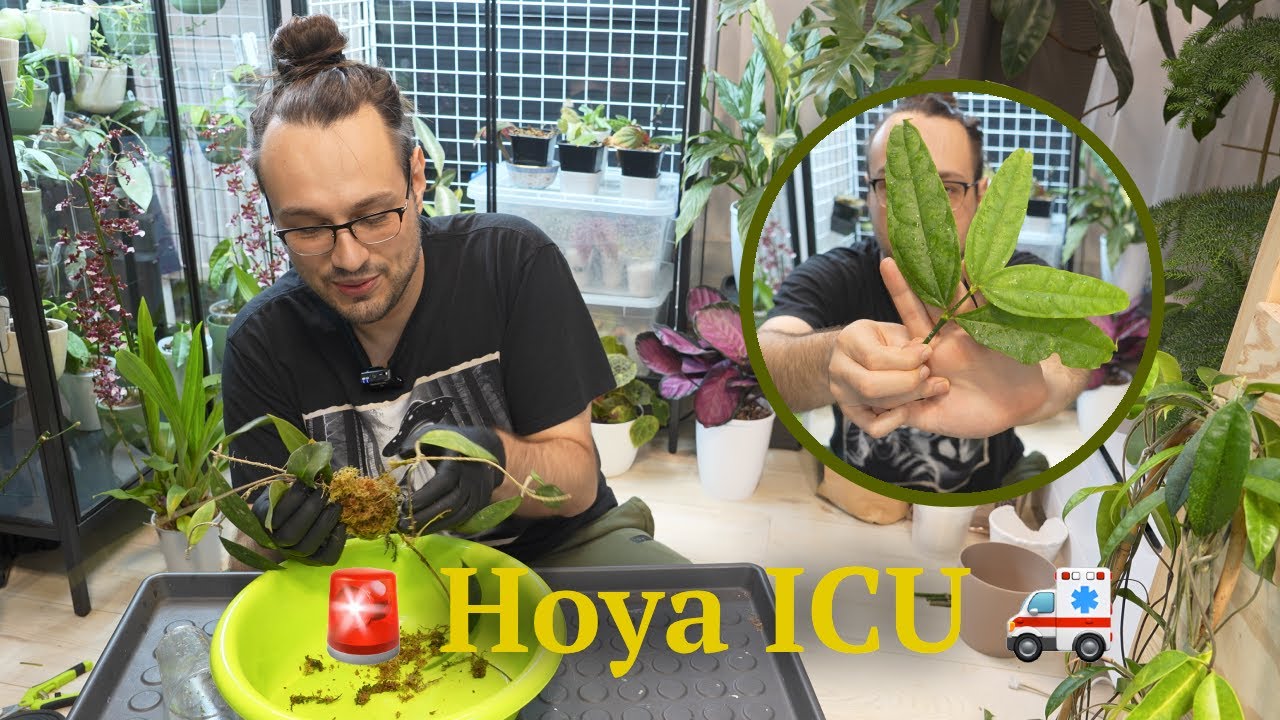 🩺 rescuing some struggling Hoya (mostly from myself) 🚑