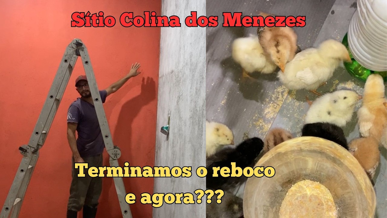 Sítio Colina dos menezes - Terminamos o reboco da  e agora? Atualizando nossos pintinhos, quantos??