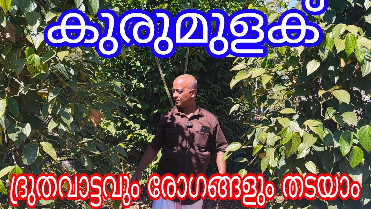 Pepper Dieases and protection#agriculture#Antony Muniyara Vlogs