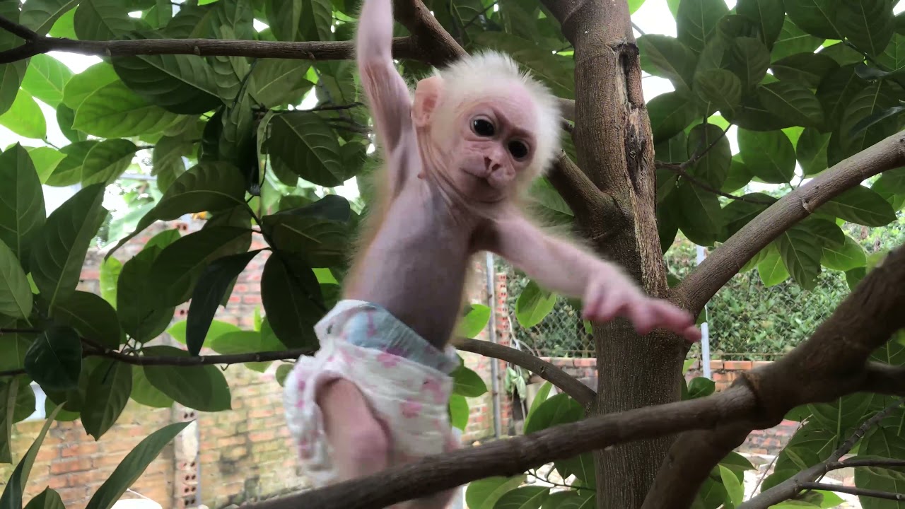 Baby monkey climbing on the tree in the garden