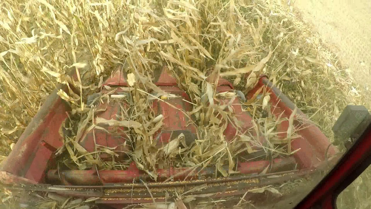 caseih 1440 axial flow   kukorica aratás 2 rész...{GOPRO HERO 5}