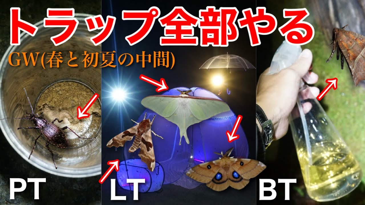 GWの山奥で昆虫採集トラップ全部やる…！【ライトトラップ/糖蜜/ピットフォール】