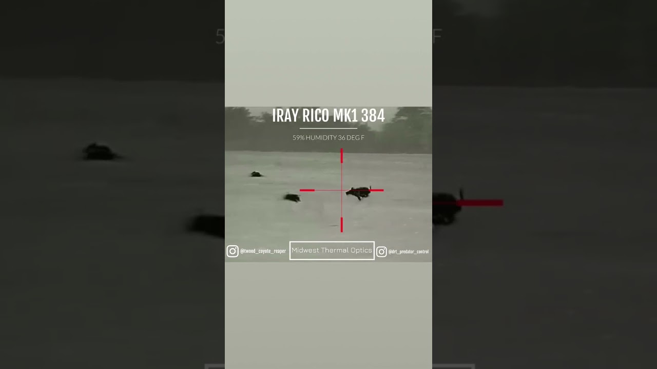 IRay Rico MK1 384 RL42 #wildlife #hunting #feralhogs #wildhogs #iray #thermalscope #thermal
