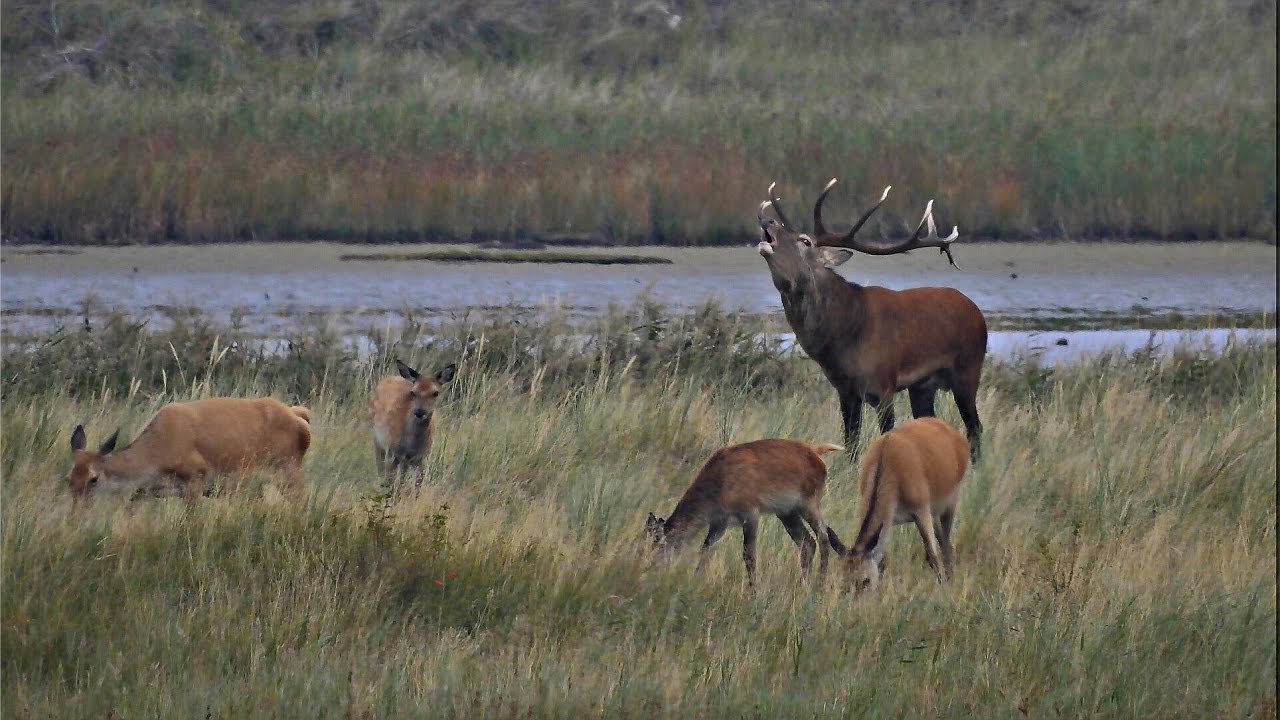 Rotwild Brunft am Darsser Ort mit Musik