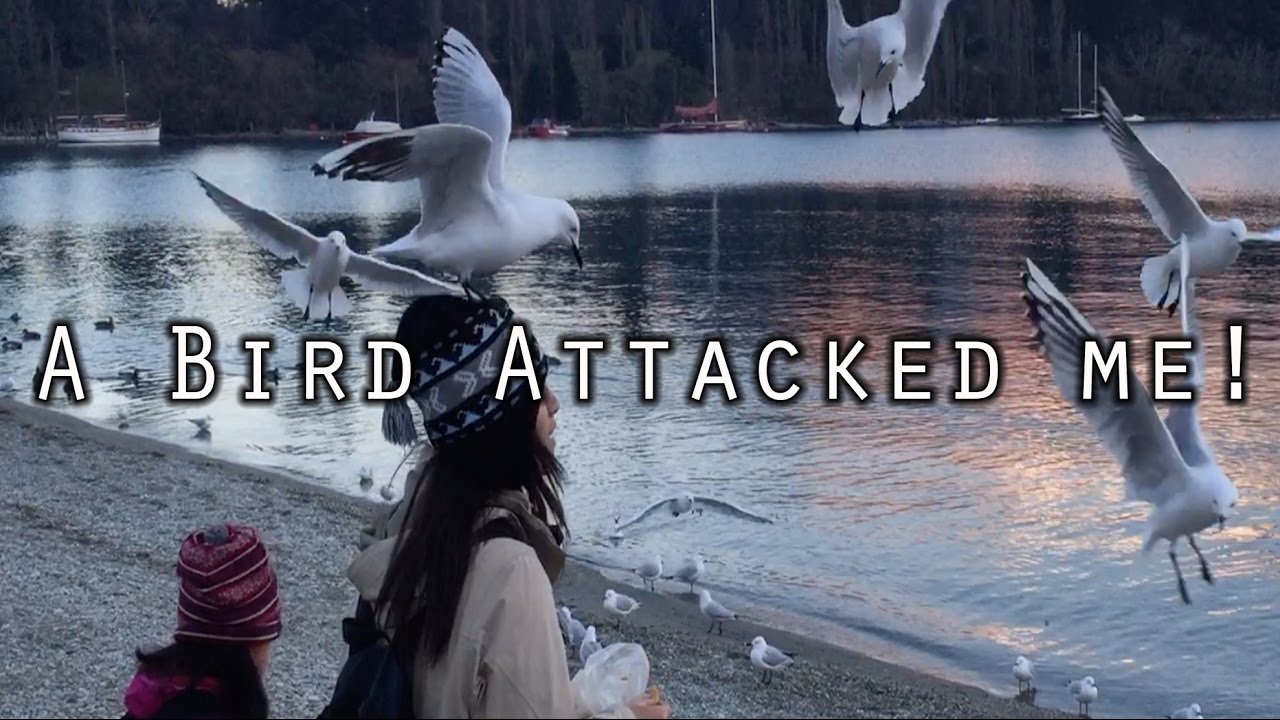 A Bird Attacked Me! | #VlogNZ