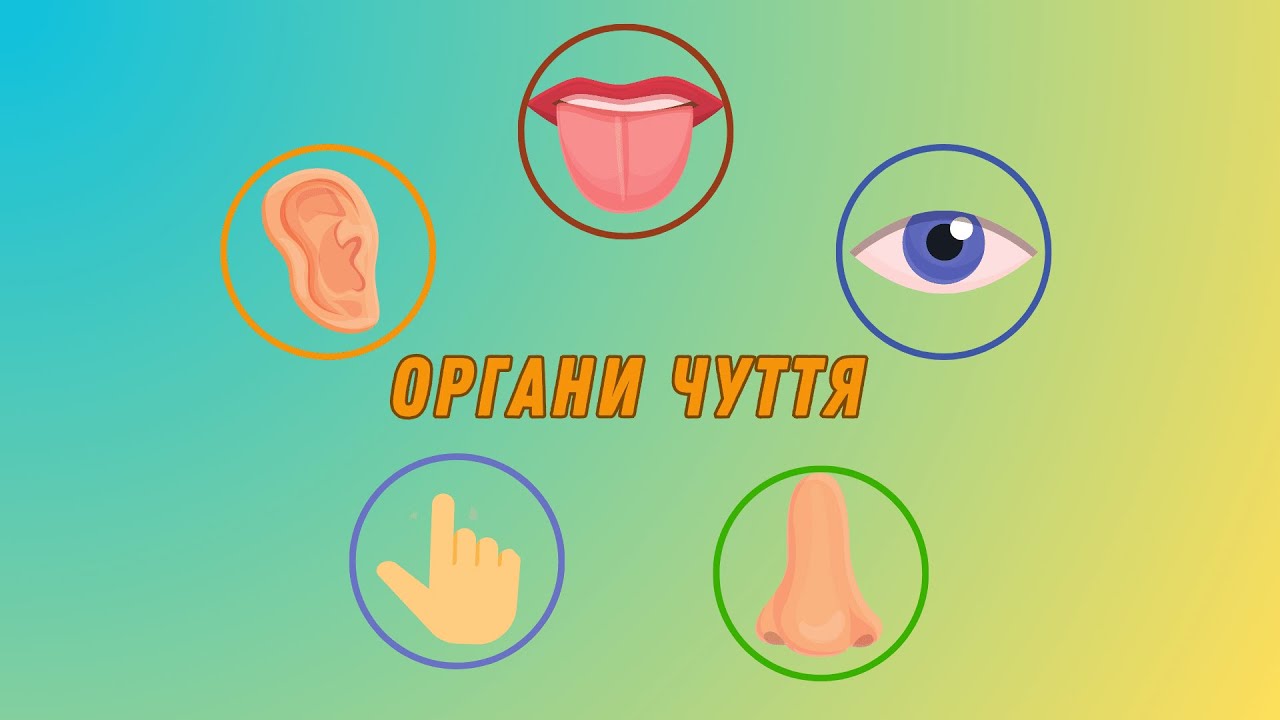 Органи чуття