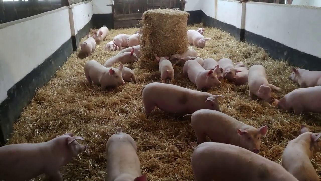 Szczęśliwe świnie, YT ratuje sprzęty