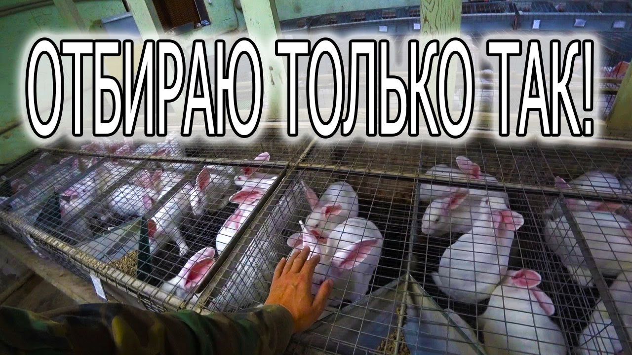 ПОСТОЯННЫЙ ОТБОР КРОЛИКОВ,  ОТ СУТОК ДО РАБОЧИХ САМОК