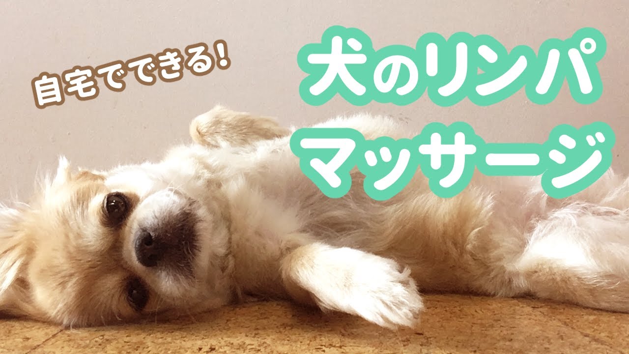 愛犬もウットリ！お家でできる！犬のリンパマッサージのやり方