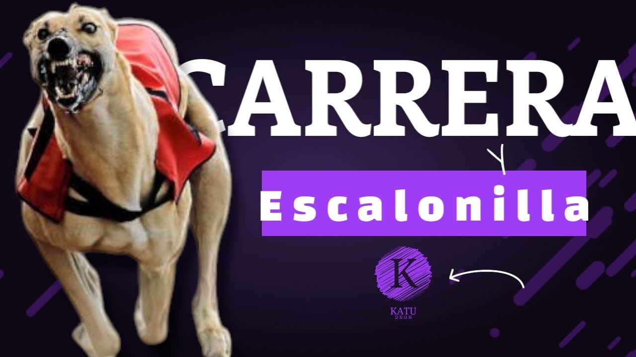 Carrera galgos  de regates 1400m escalonilla 2025