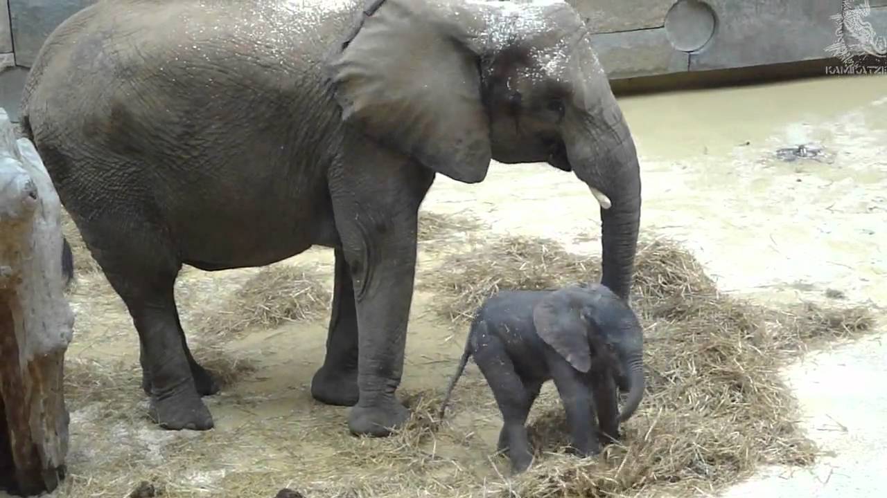 Baby Elephant Calf, Zoo Vienna