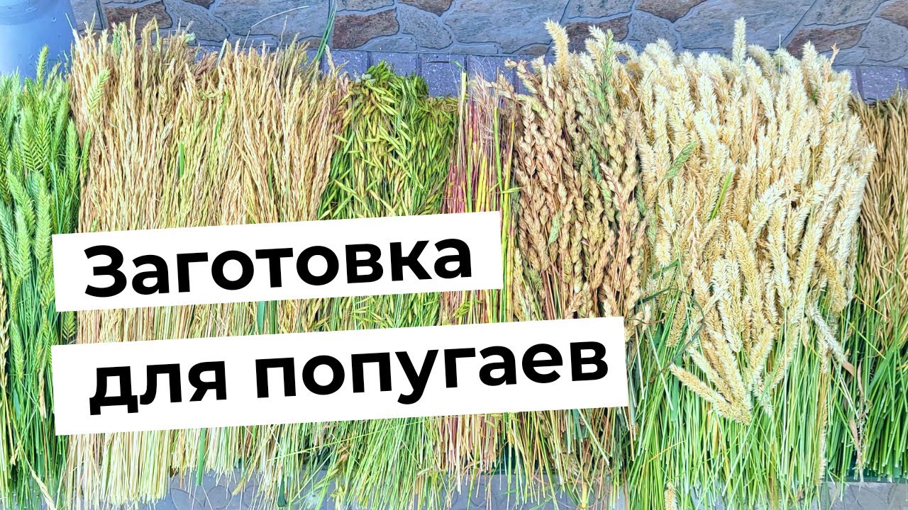 Июньская заготовка колосков для попугаев на зиму.