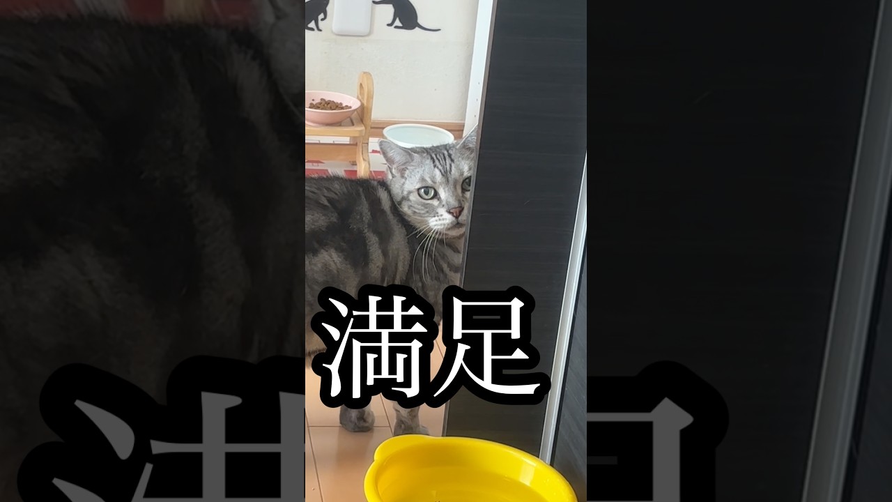 満足 ねこ cat 水飲み アメショ たろう