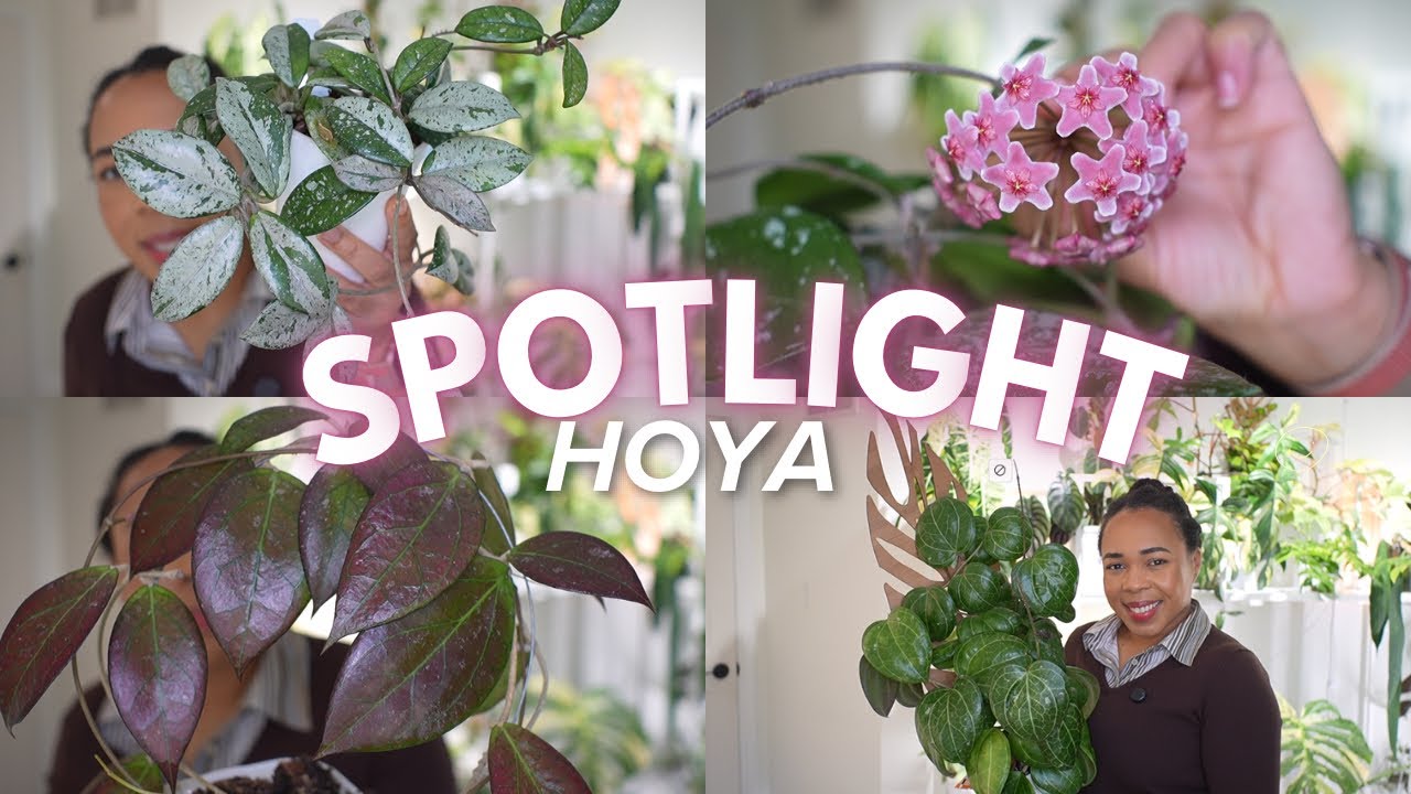 🪴These HOYA Earned Their Place In The Spotlight😍
