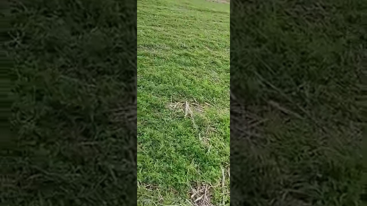 Vicia al voleo sobre soja de 1era.