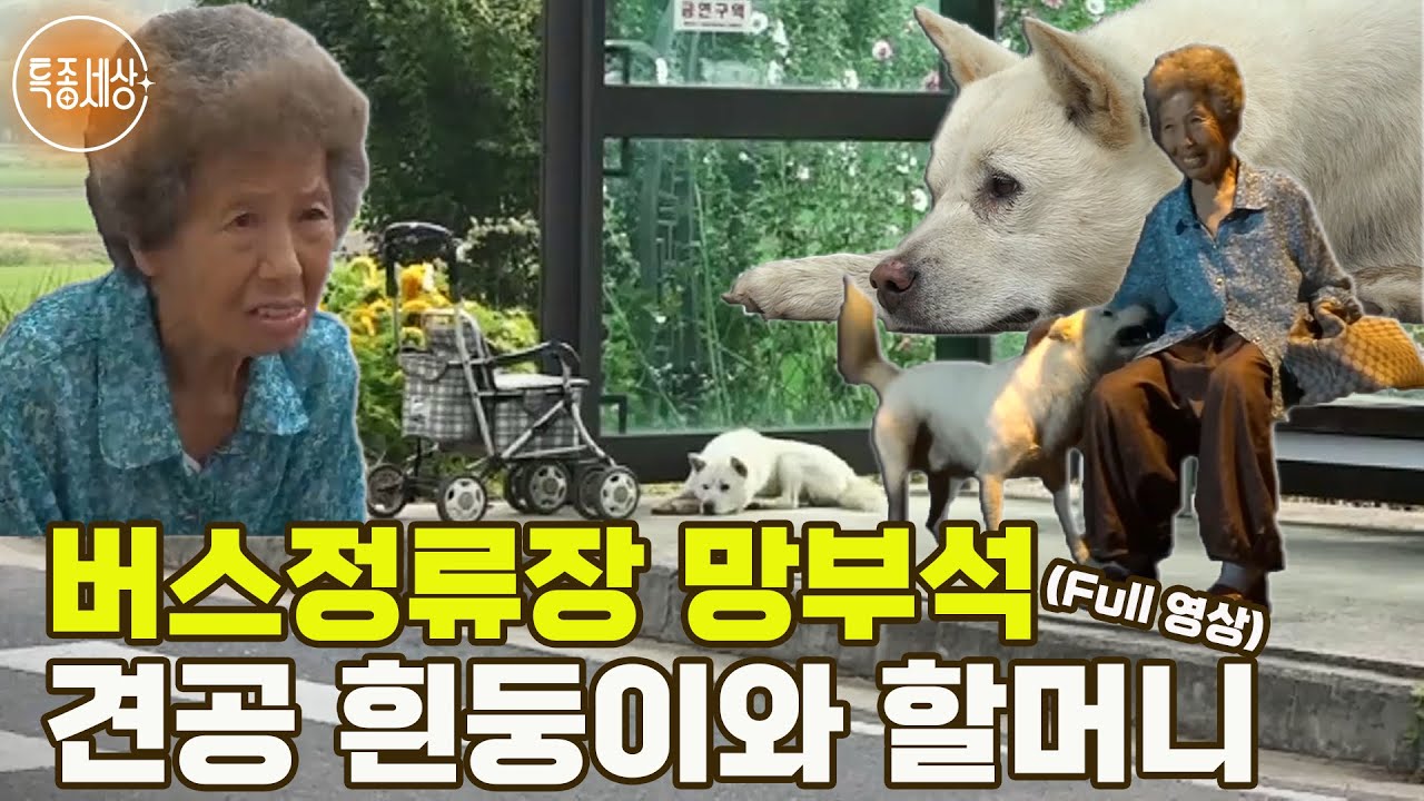 [특종세상] 87세 할머니와 버스정류장을 절대 벗어나지 않는 견공 흰둥이! MBN 190809 방송 [Full영상]