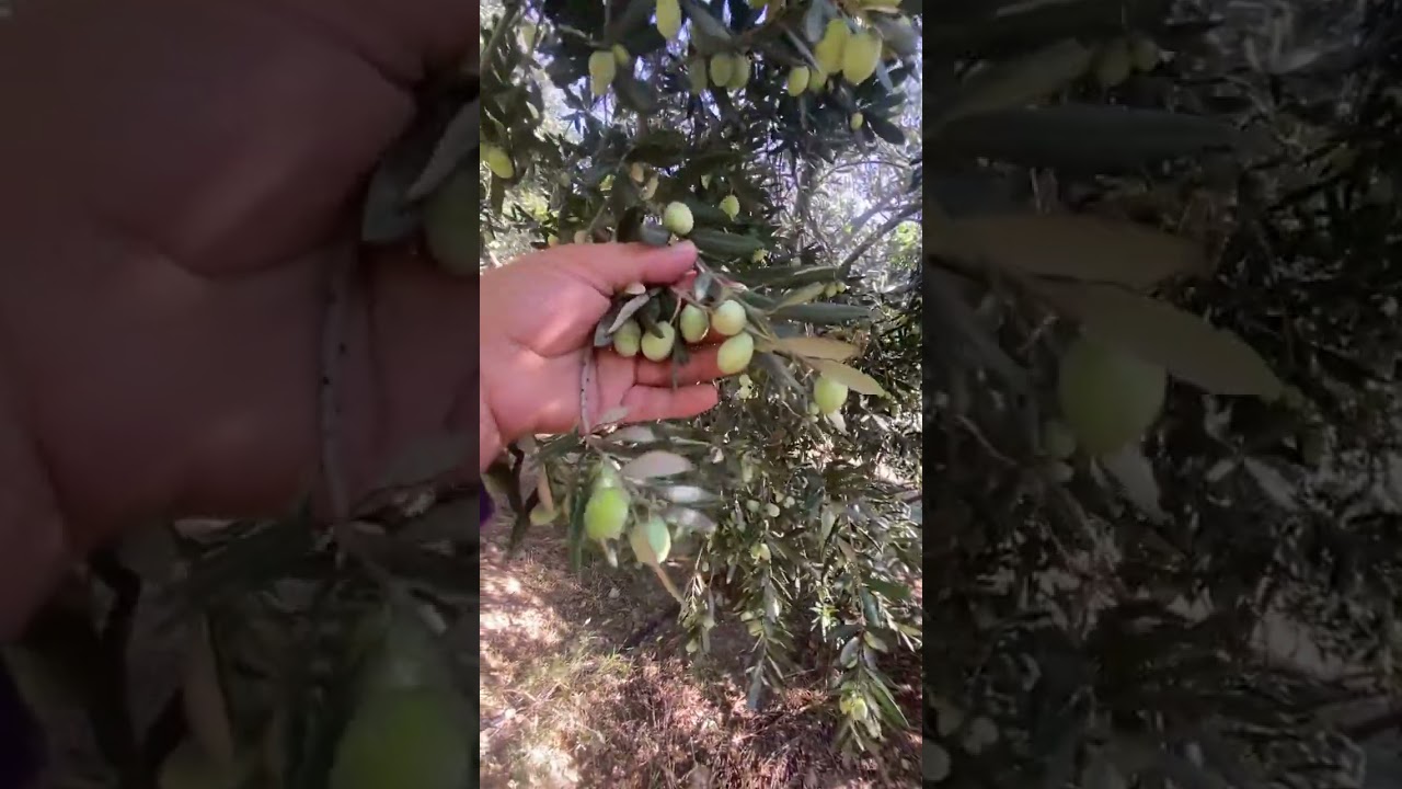 Ayvalık Edremit Zeytin Fidanı Özellikleri ve Satışı