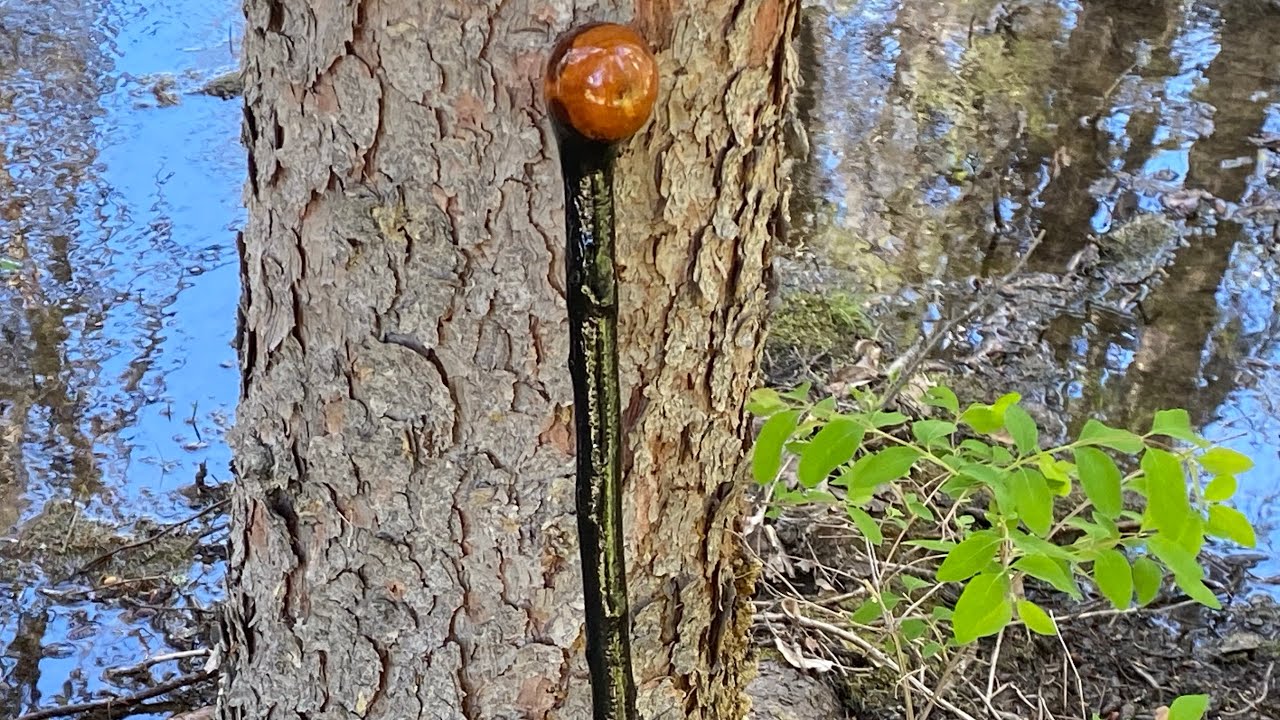 The Olde Shillelagh Walking Stick