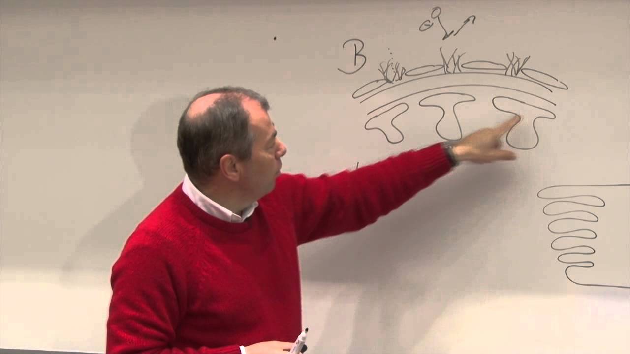 College prof.dr. Bob Zietse: De glomerulaire filtratiebarrière