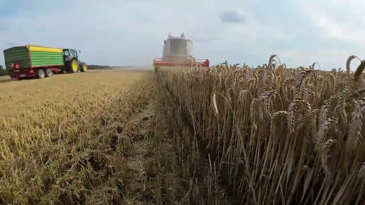 Pszenicowy zawrót głowy. Ten produkt X naprawdę działa. Claas Tucano 440/John Deere 6930.