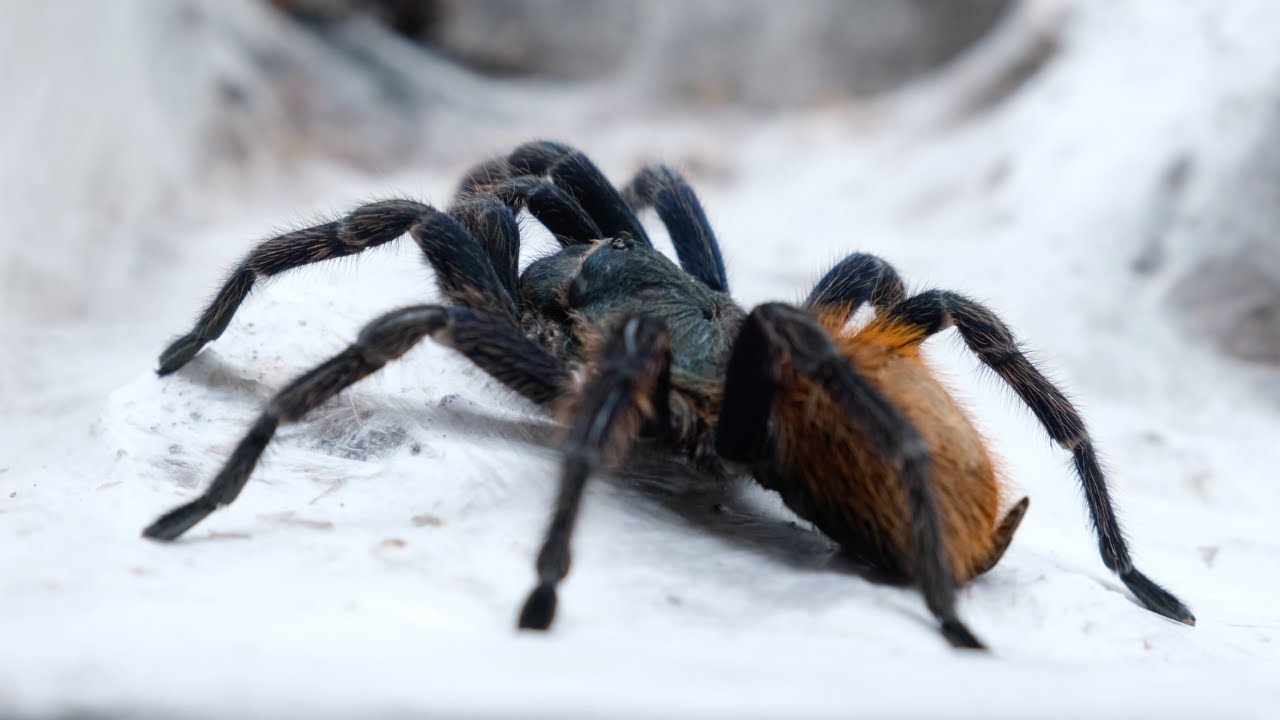 Chromatopelma cyaneopubescens - PTASZNIK IDEALNY dla początkujących! Poradnik
