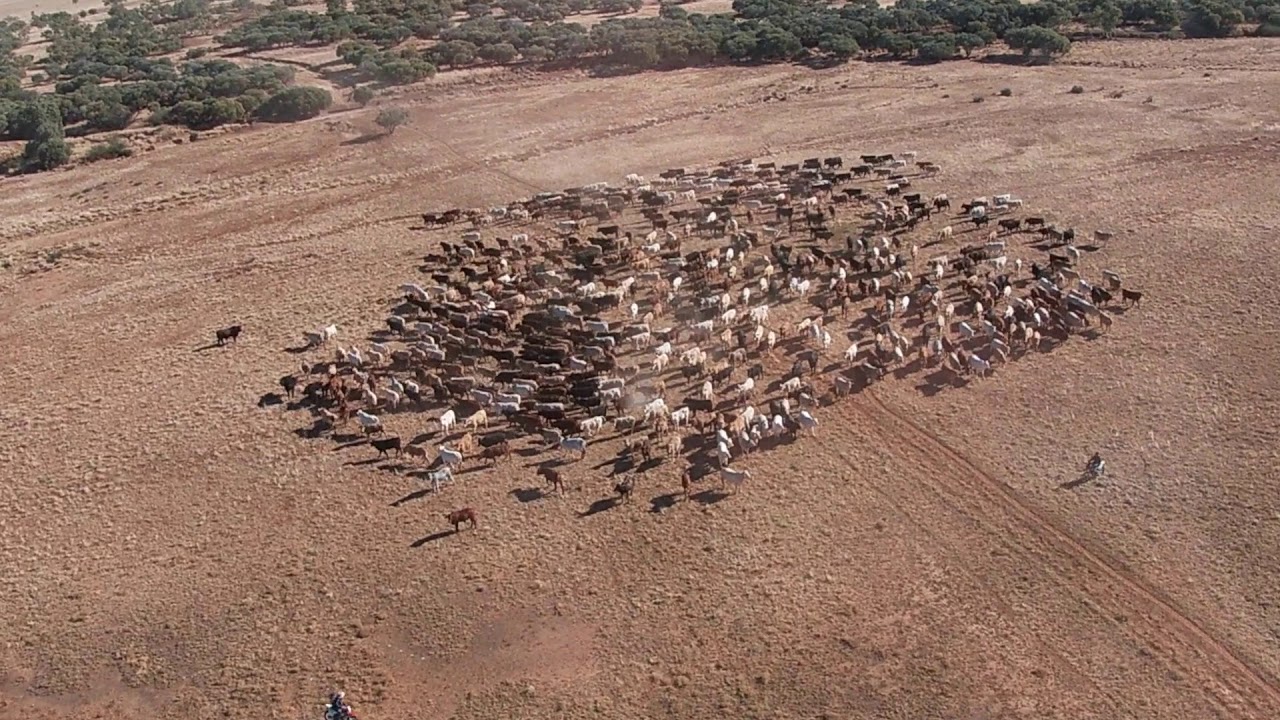 Alderley Pastoral Company - Boulia