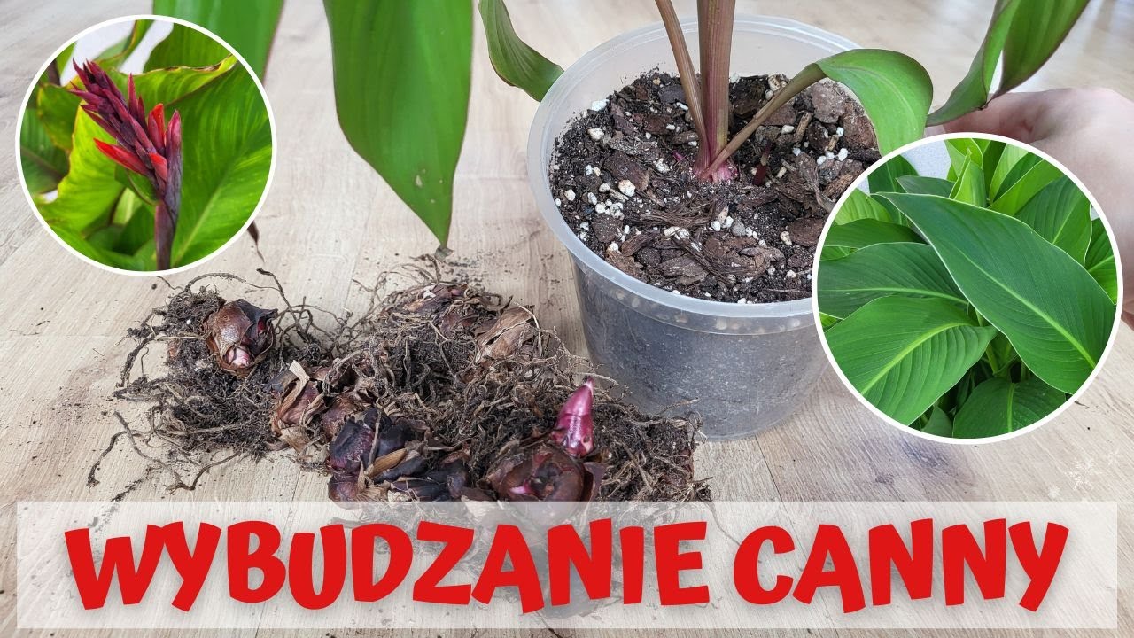 Jak wybudzać Canny po zimie? Wiosenna pielęgnacja Kanny. 🌾🌾🌾