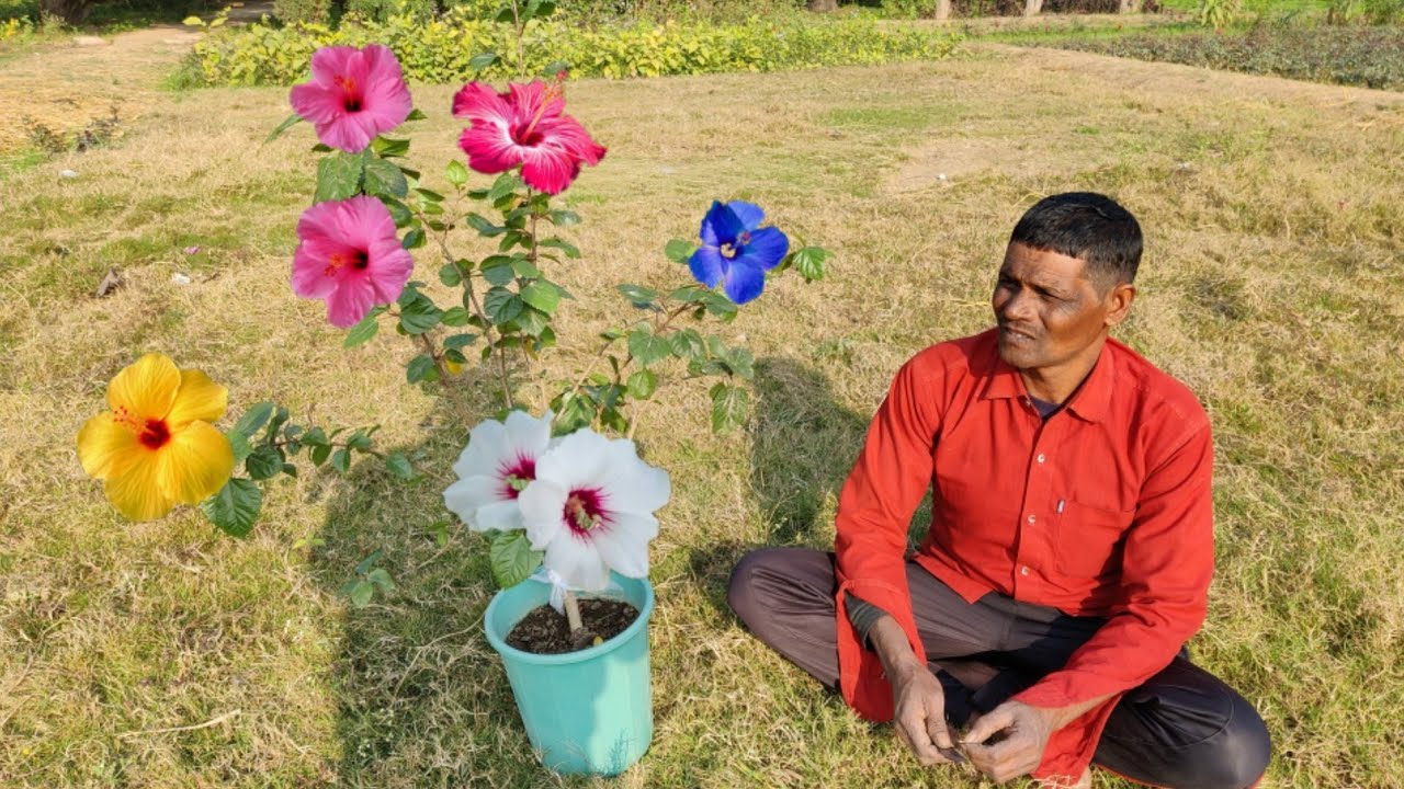 माली ने बता दिया गुड़हल का सीक्रेट एक पौधे पर 4 रंगों के फूल