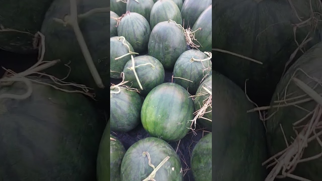 Bán dưa ngày 29 tết