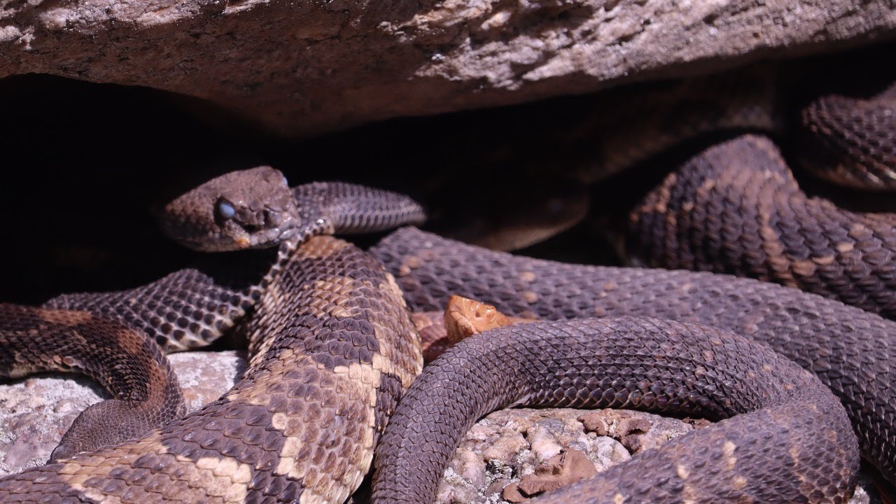 Opening Weekend of Rattlesnake Season in PA 2024 | Hunting Rattlesnakes and Copperheads