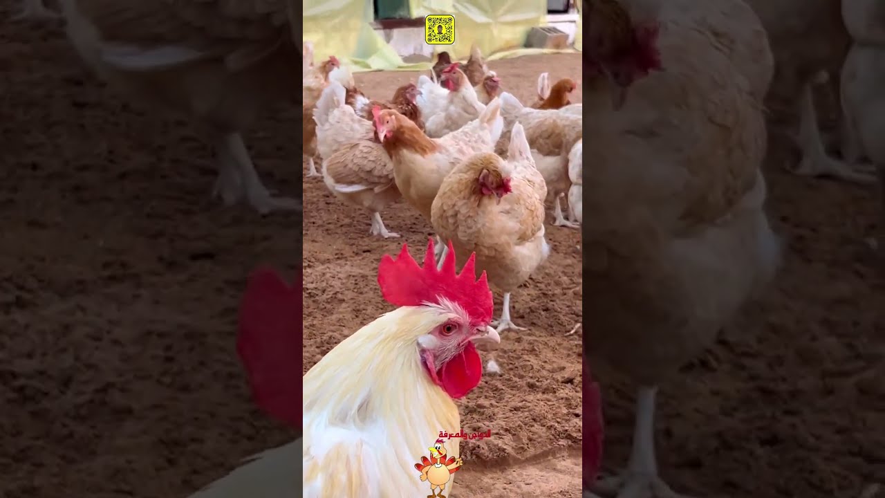 التهجين والمورثات في الدجاج(١)