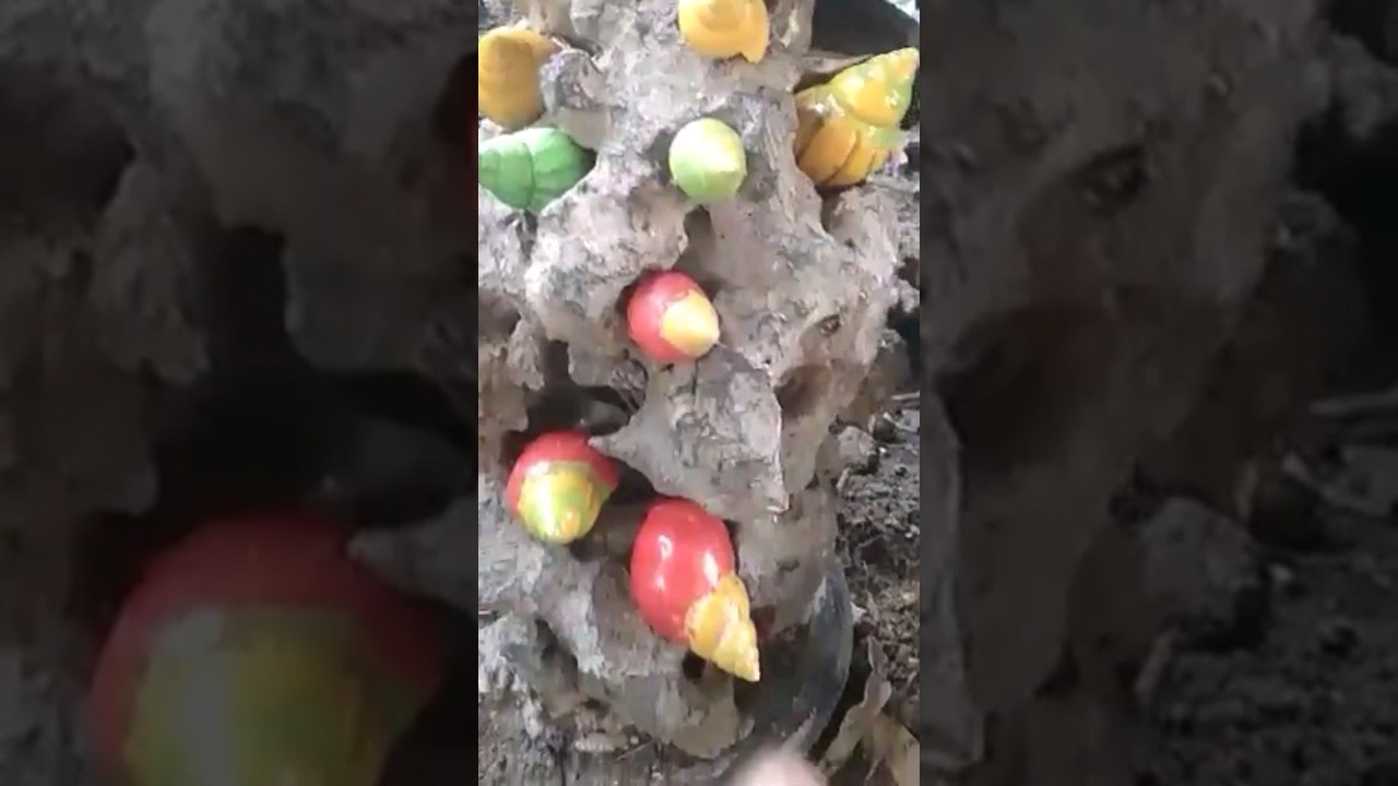Wow Ada Siput Pelangi 🌈#shortsfeed