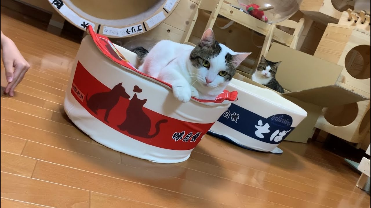 新しいカップ麺に群がる猫