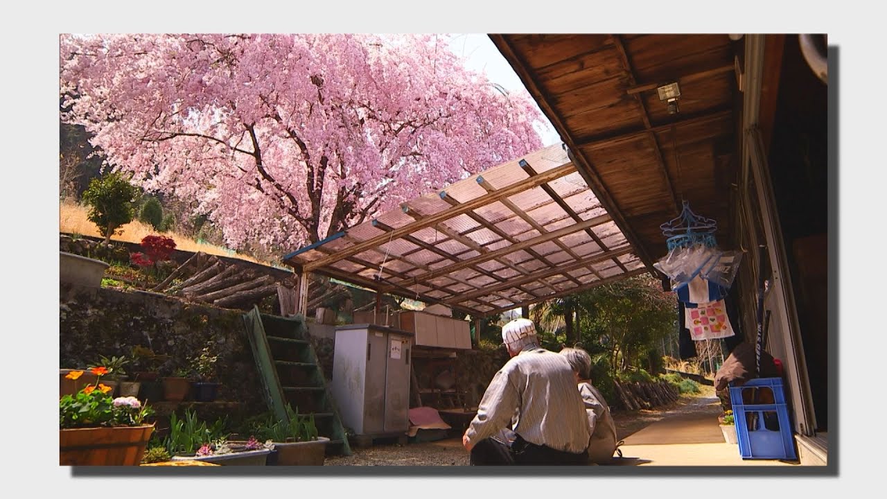 【桜の記録】かつて特等席で見た