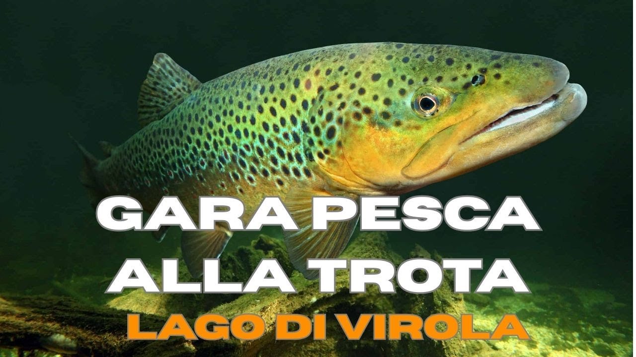 PESCA TROTA LAGO 🎣 -  Una GIORNATA in GARA al Lago di Virola - Tecniche e Catture !