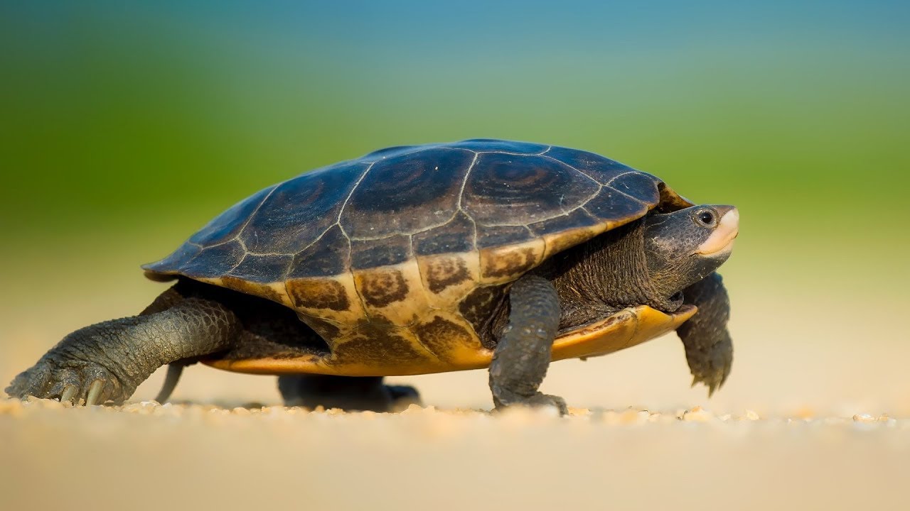 GeoCaching Series &ndash; Hidden Creatures &ndash; Turtle Race