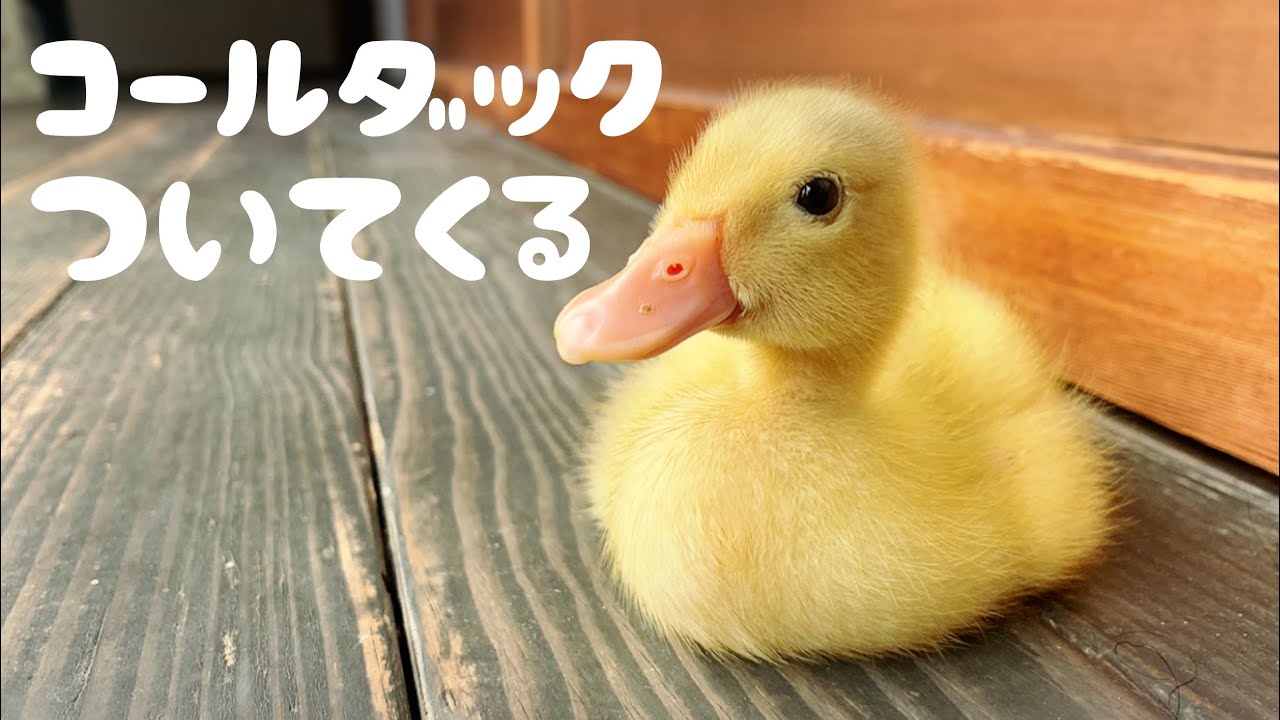 ついてくるアヒルの赤ちゃんが可愛すぎる【コールダック飼育】