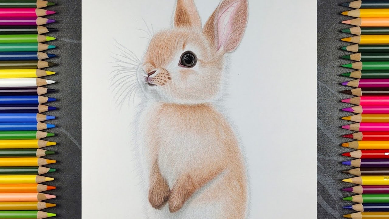 Realistic Rabbit Drawing | Colour Pencil Timelapse Art 