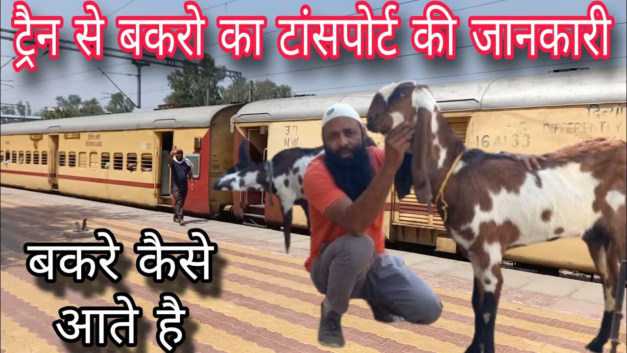 Information of transportation of goat by train बकरो का ट्रैन से ट्रांसपोर्ट।