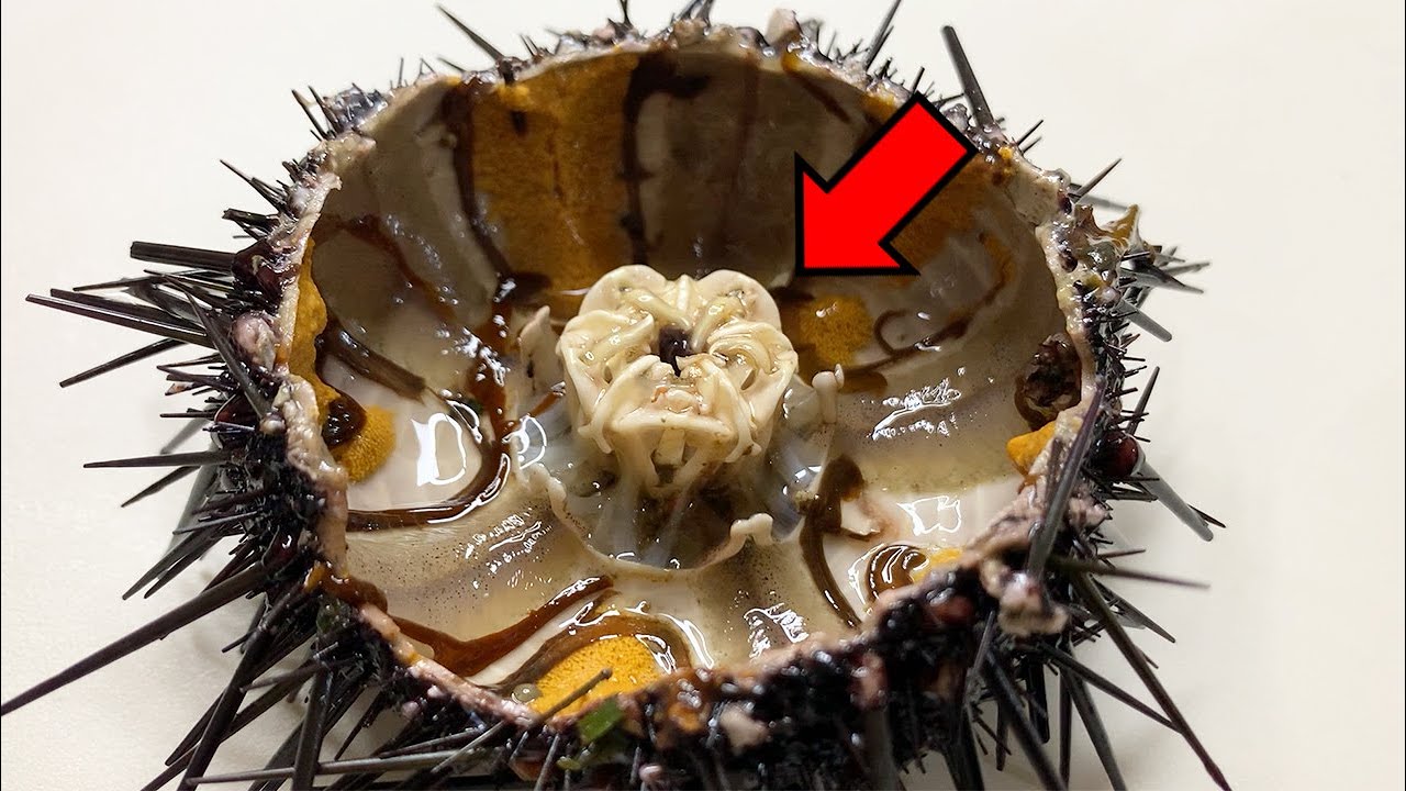 ウニを解剖したら中身が凄すぎた【ウニの解剖】