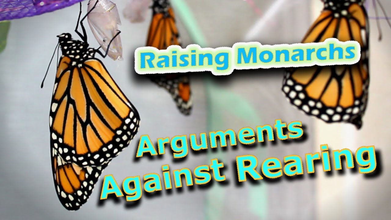 Raising Monarchs - Arguments Against Rearing (Help The Monarch Butterfly)