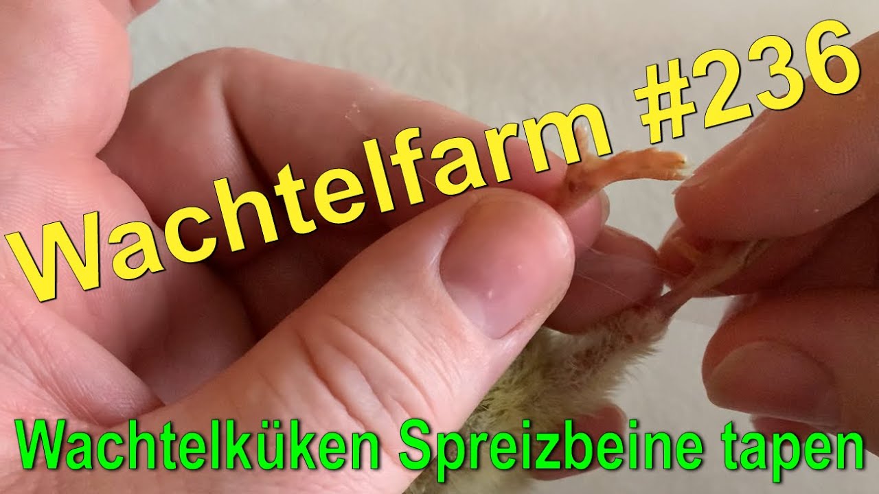 Wachtelküken Spreizbeine tapen - So mache ich es - Wachtelfarm #236